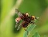 Sicus sp.